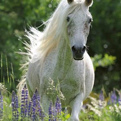 Ravensburger: A Horse in Flowers (100pc Jigsaw) Board Game