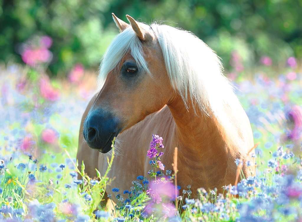 Wildflower Pony (300pc Jigsaw) Board Game