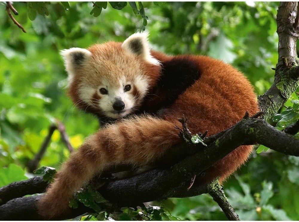 Ravensburger: Red Panda Photo Puzzle (500pc Jigsaw) Board Game