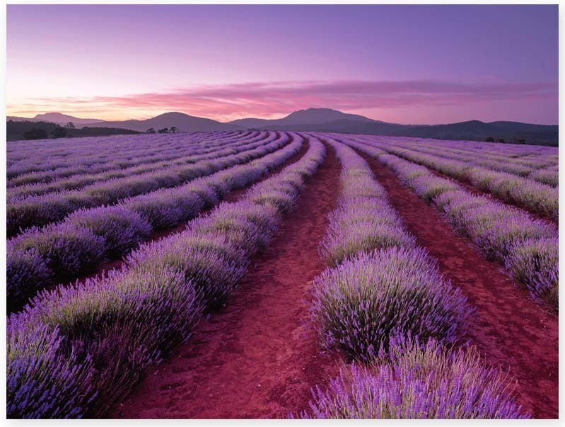 Elevate: Lavender Fields - 500pc Scented Puzzle Board Game