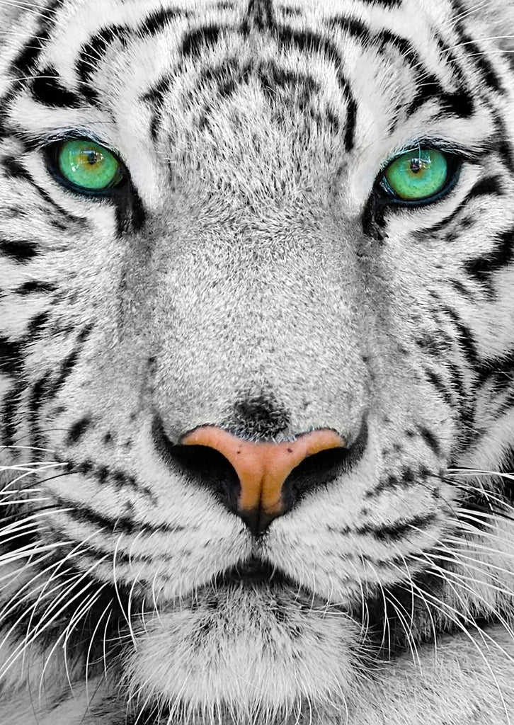 Enjoy Puzzle: White Siberian Tiger (1000pc Jigsaw) Board Game
